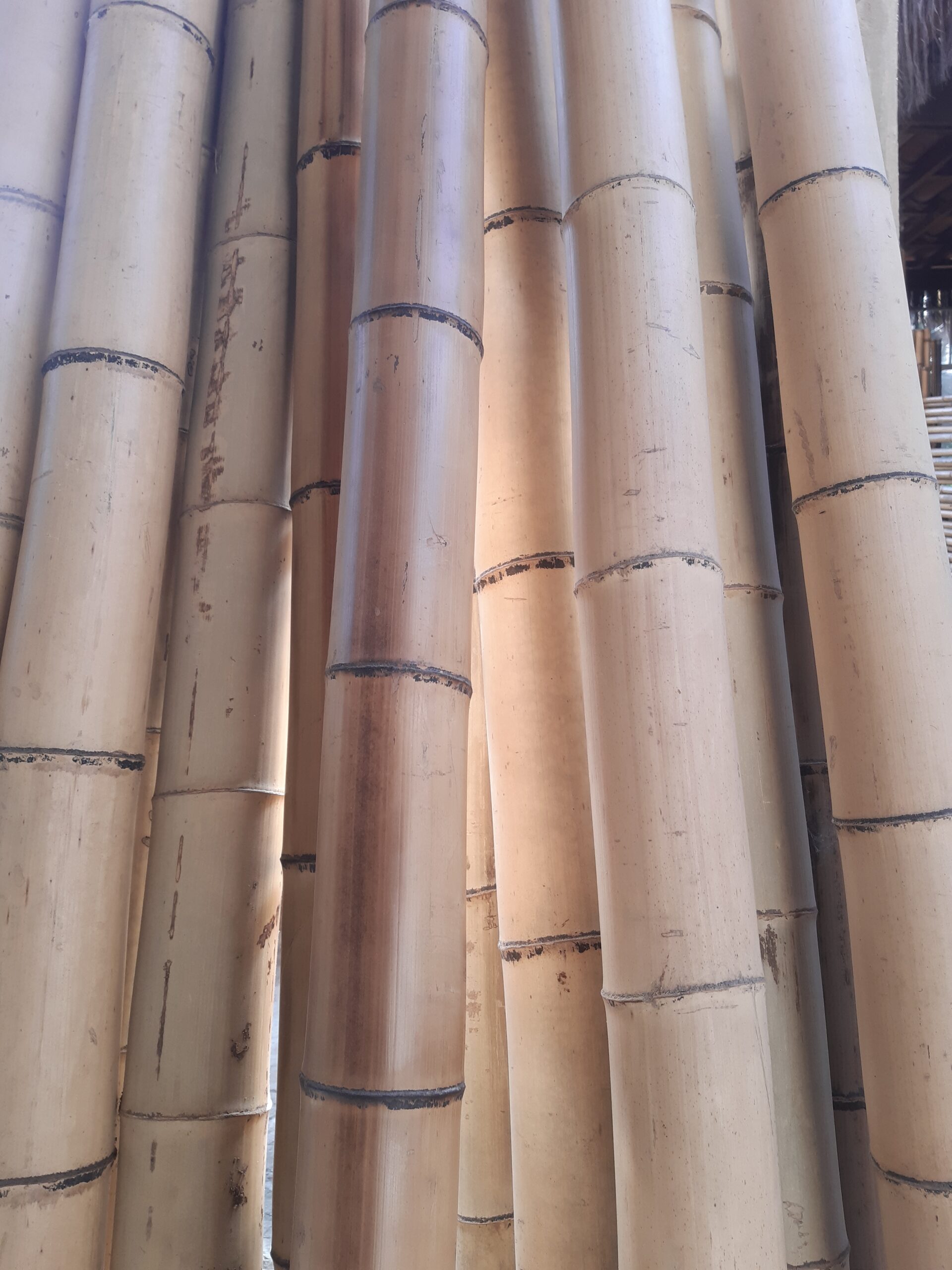Bambu mossô