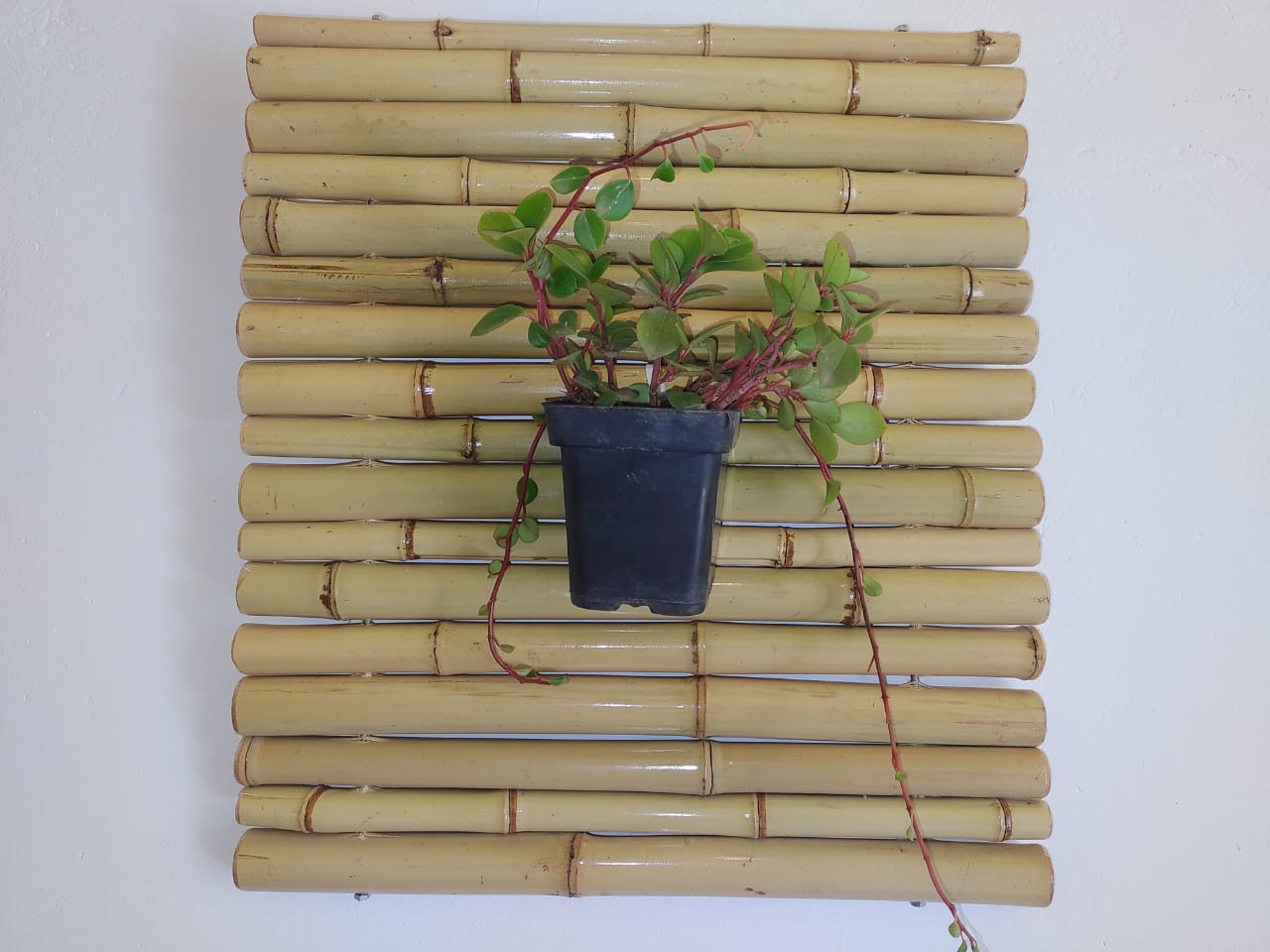 Suporte de bambu para plantas