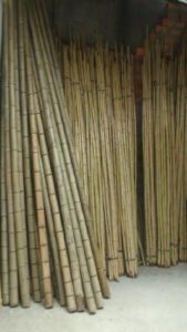 Bambu cana da índia tratada