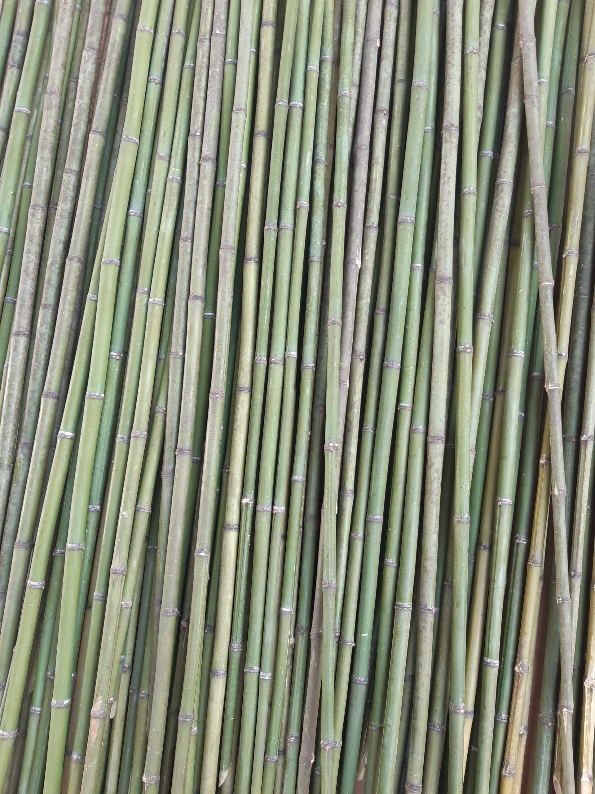 painel de bambu fracionado