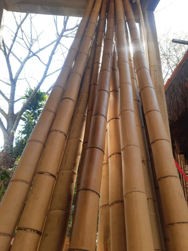 Bambu mossô tratado para artesanatos e construções