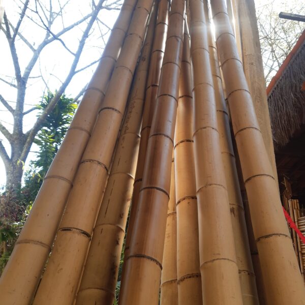Bambu mossô tratado para artesanatos e construções