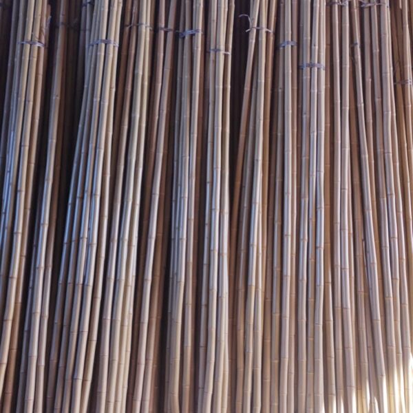 Bambu tratado nº 4