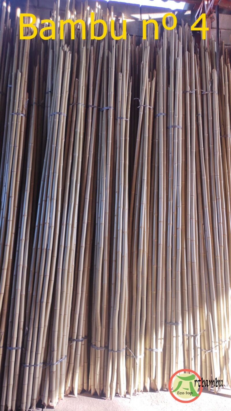 Bambu tratado nº 4