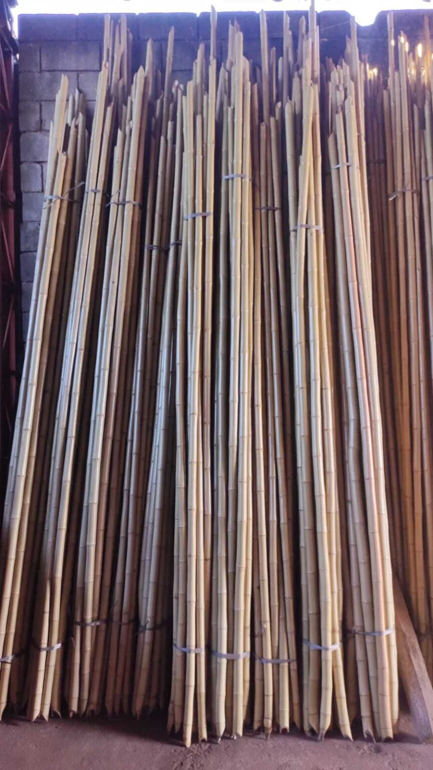 Bambu tratado numero 4, para decorações, movelarias e construções 1 Bambu No5